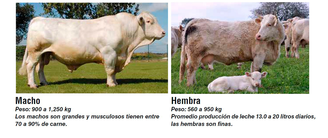 Independientemente Efectivamente Implacable Principales razas bovinas para carne y doble propósito en México - BM  Editores