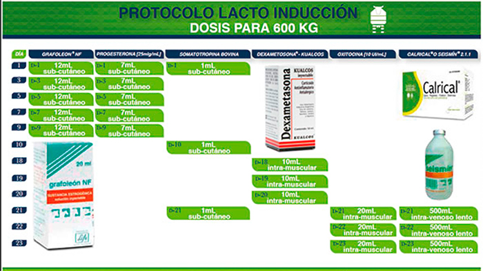 Lacto induccion bovina 2