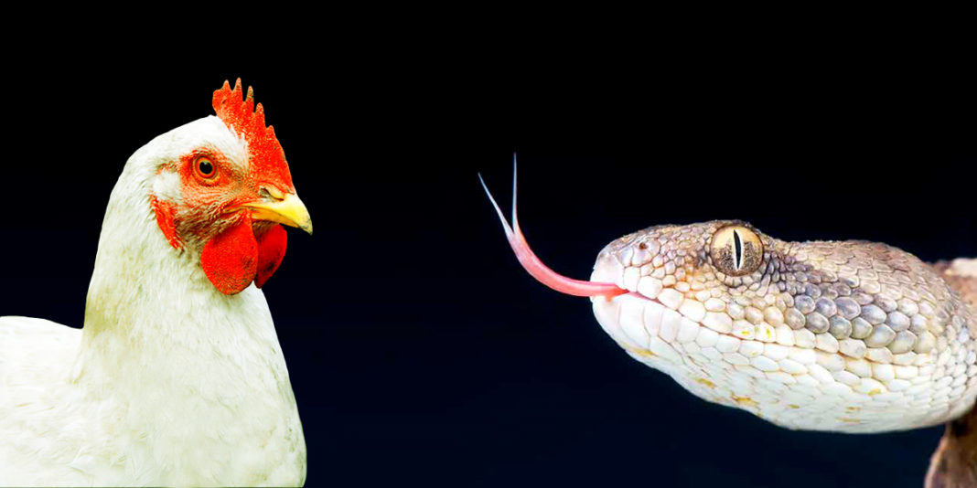 Huevo reptiliano vs huevo aviar - BM Editores